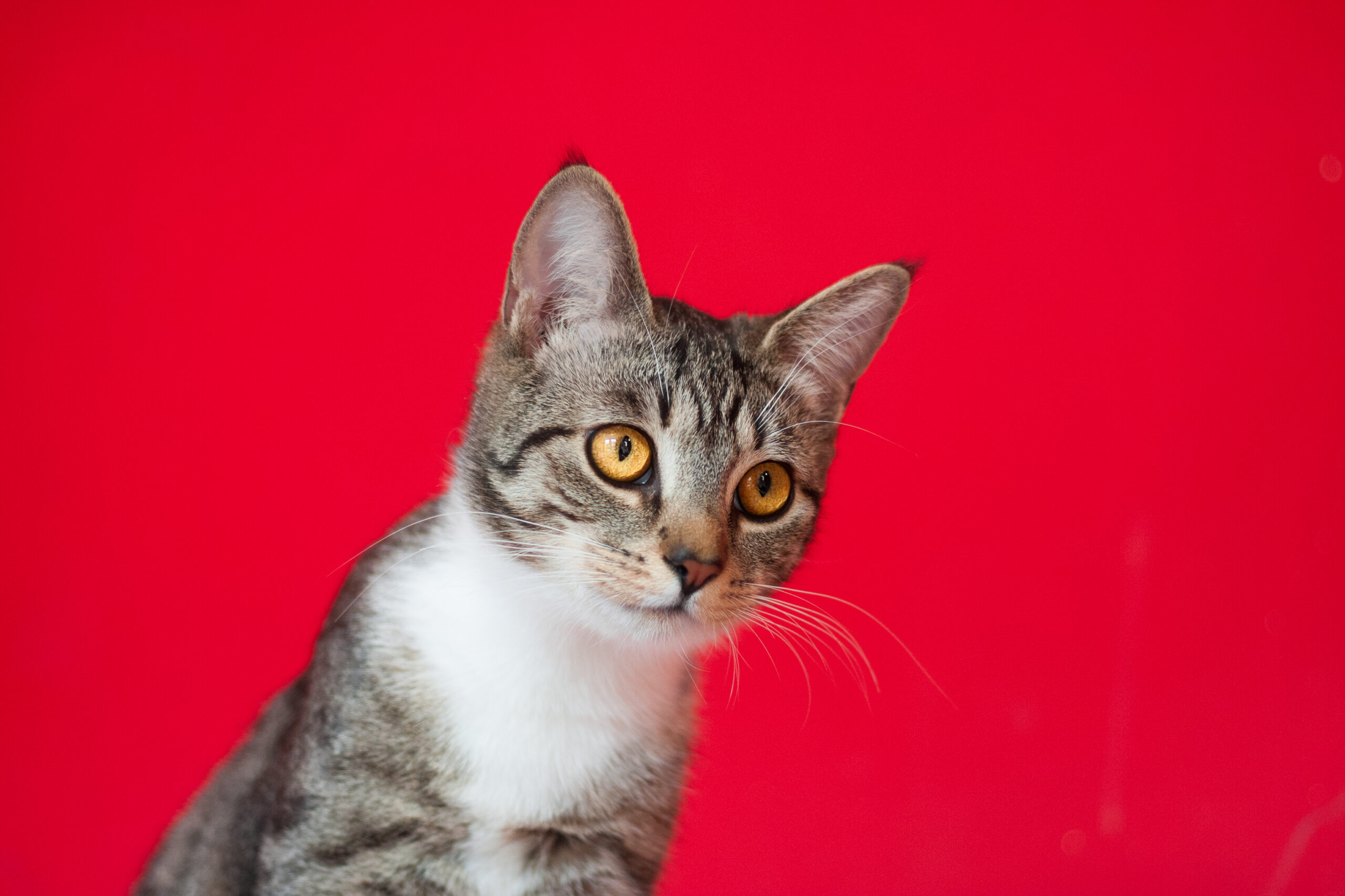 Veterinarska apoteka Zemun – Vučko Vet