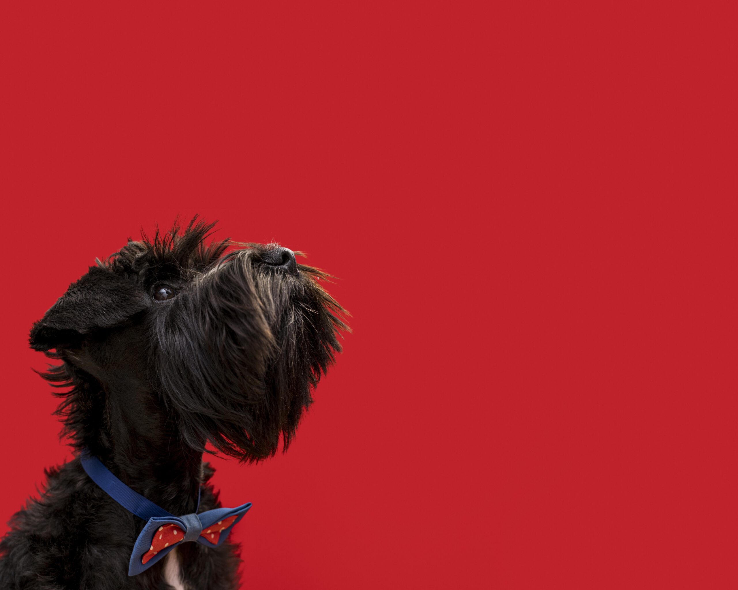 Veterinarska apoteka Grocka – Vučko Vet